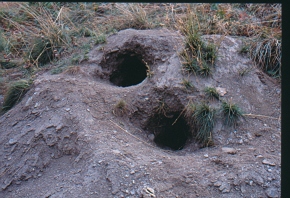 burrow close